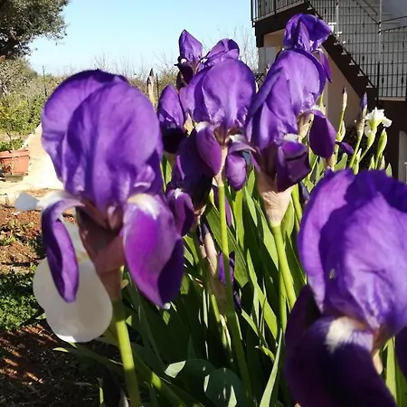 Eremo Del Dotto アパートホテル アルベロベッロ